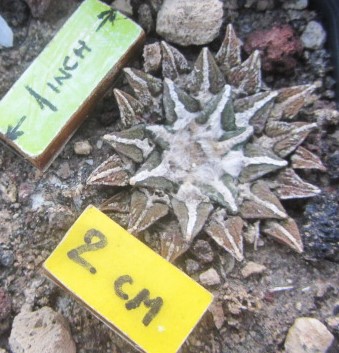 Ariocarpus <br>kotschoubeyanus elephantidens