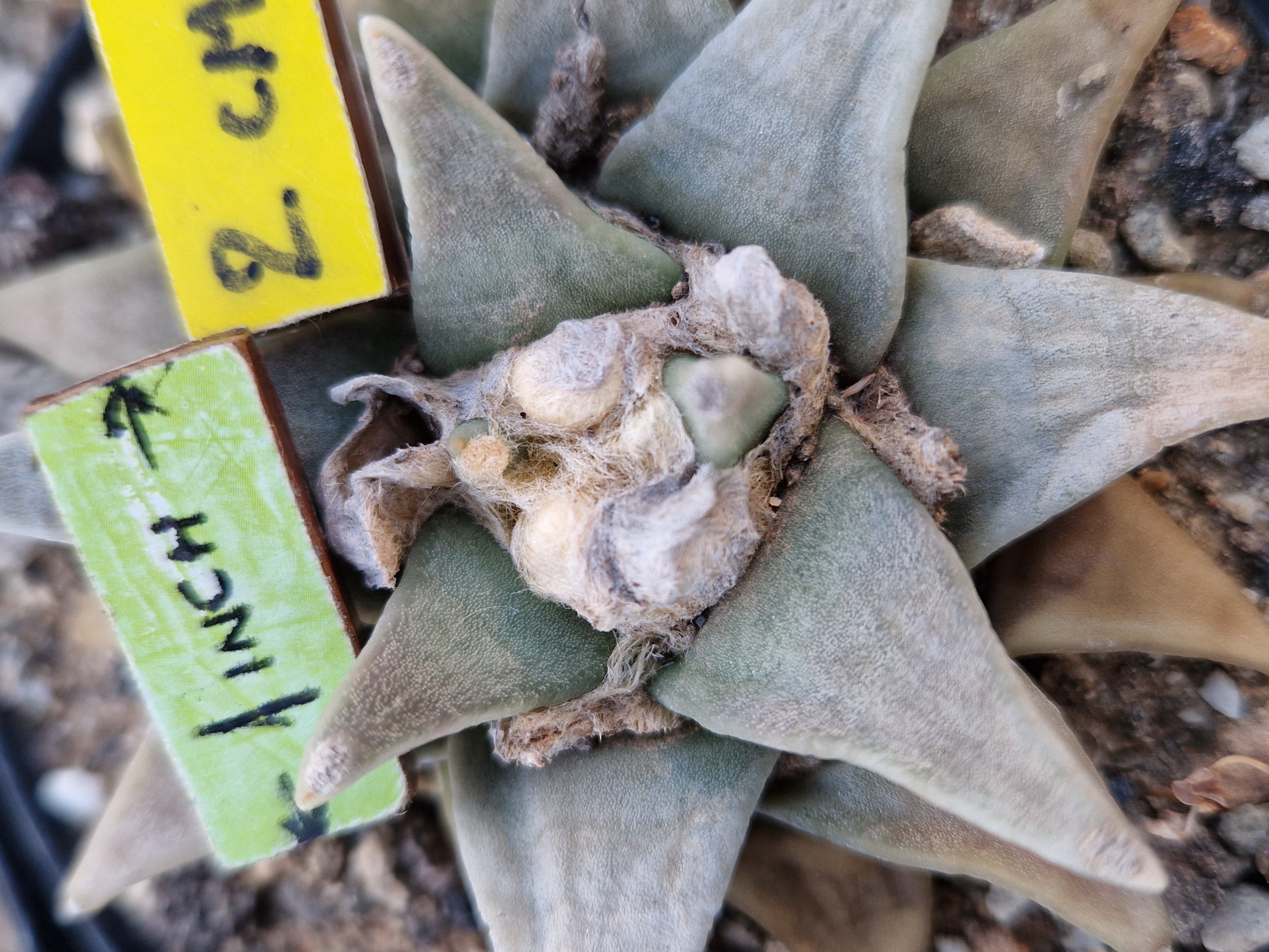 Ariocarpus retusus