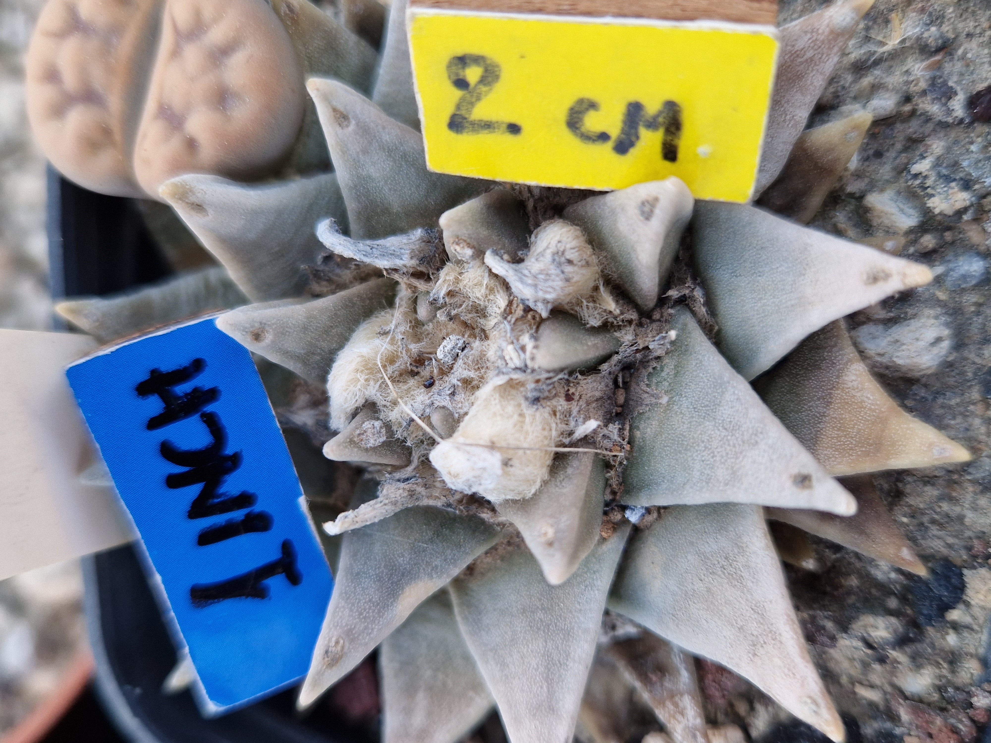 Ariocarpus <br>retusus