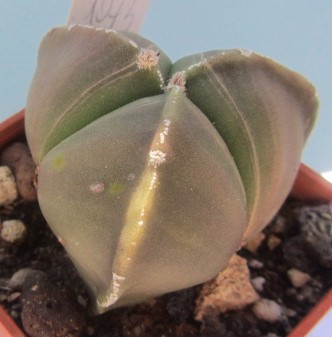 Astrophytum <br>myriostigma nudum tricostato