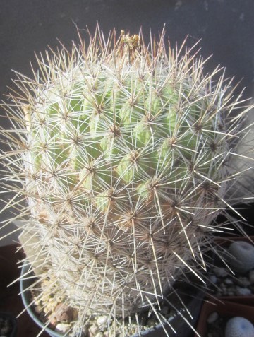 Thelocactus conothelos argenteus