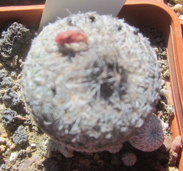 Epithelantha micromeris