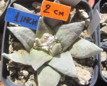 Ariocarpus <br>retusus furfuraces