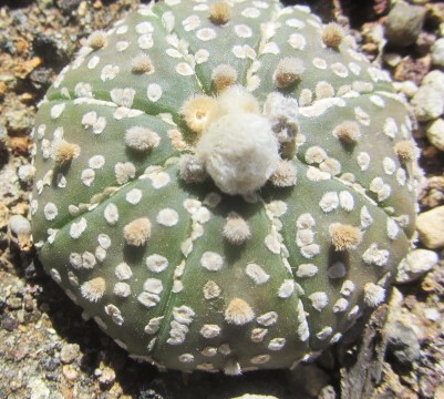 Astrophytum <br>asterias kabuto