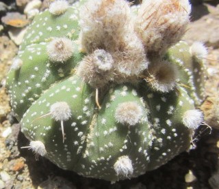 Astrophytum <br>asterias kabuto f2 x capas