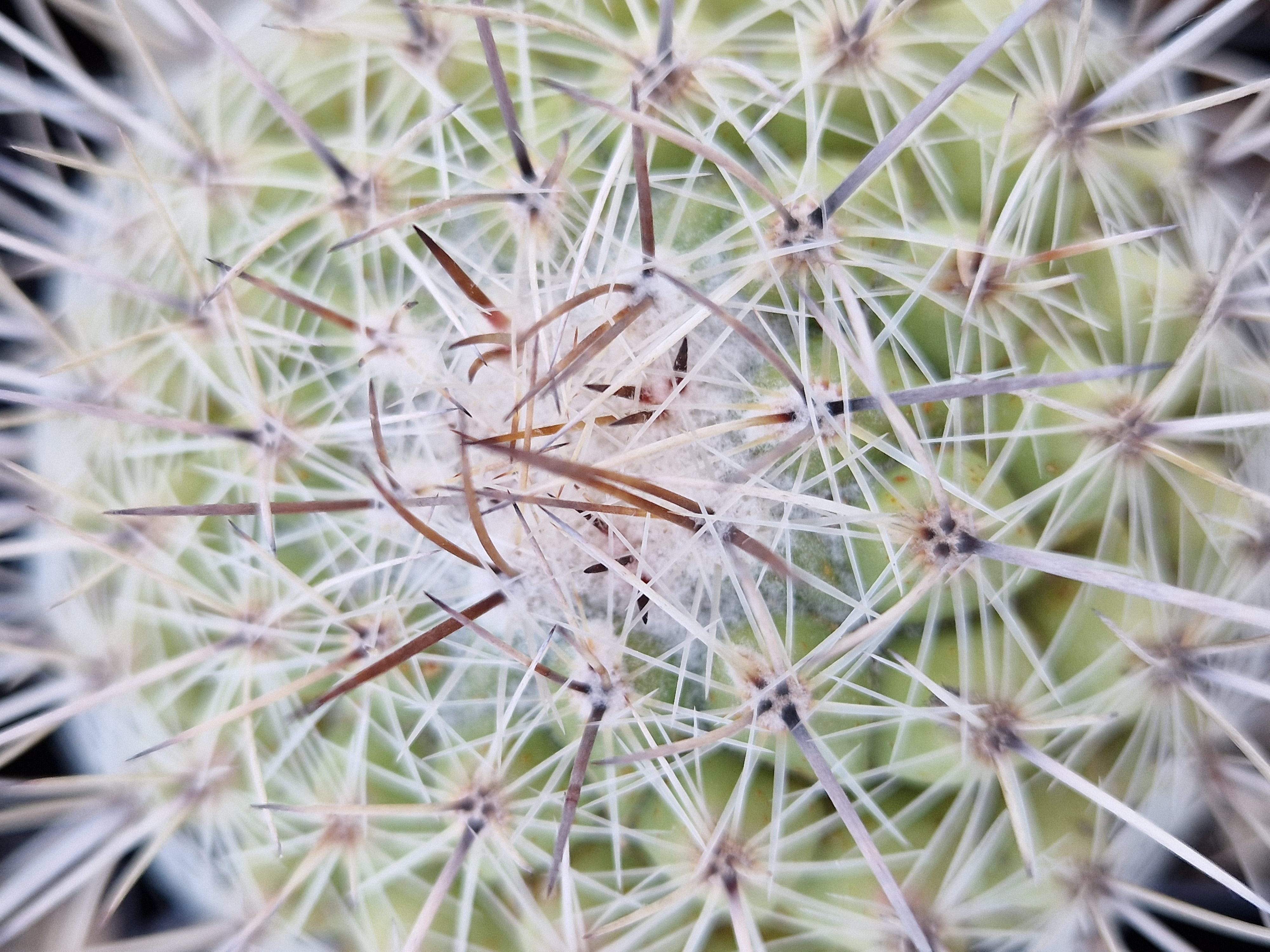 Thelocactus <br>conothelos 