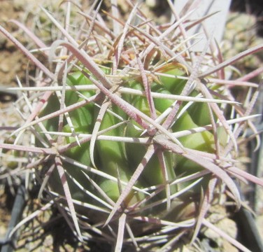 Ferocactus <br>gracilis gatesi