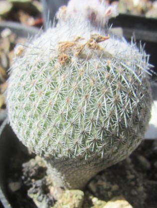 Epithelantha micromeris unguspina