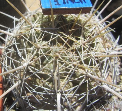 Thelocactus <br>cv bicolor