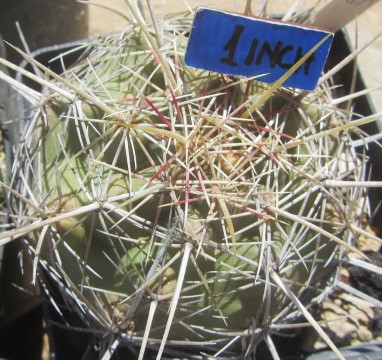 Thelocactus cv bicolor