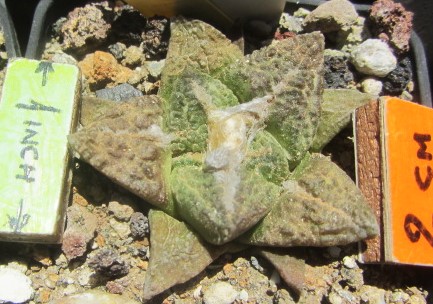 Ariocarpus <br>fissuratus