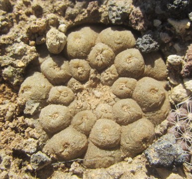 Copiapoa hypogaea