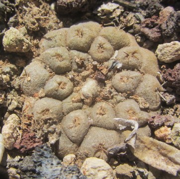 Copiapoa hypogaea