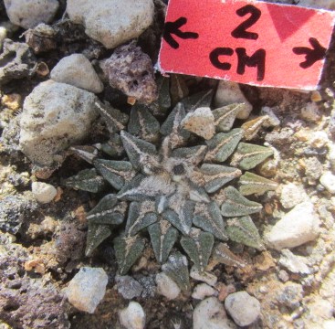 Ariocarpus kotschoubeyanus