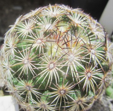 Coryphantha sp