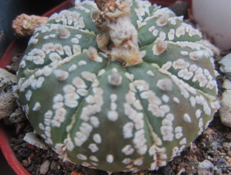 Astrophytum asterias kabuto