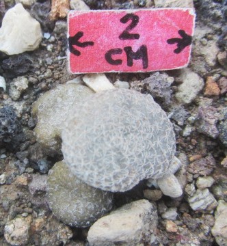 Puna clavaroides