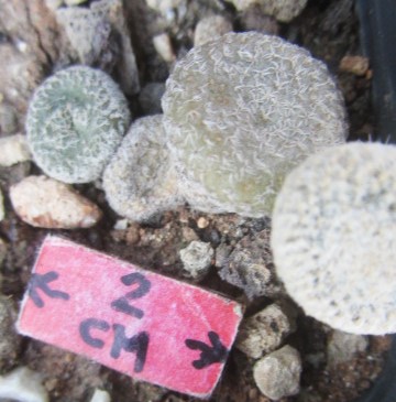 Puna clavaroides