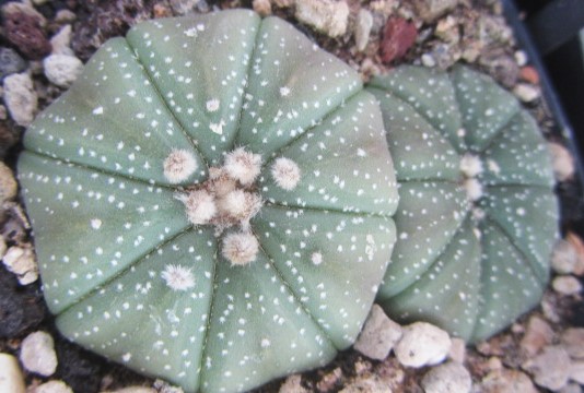 Astrophytum <br>asterias