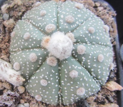 Astrophytum asterias