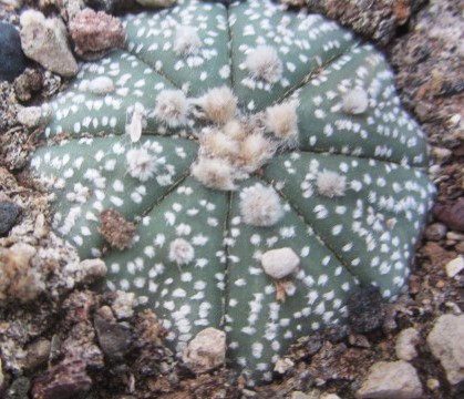 Astrophytum <br>asterias