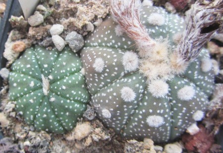 Astrophytum asterias