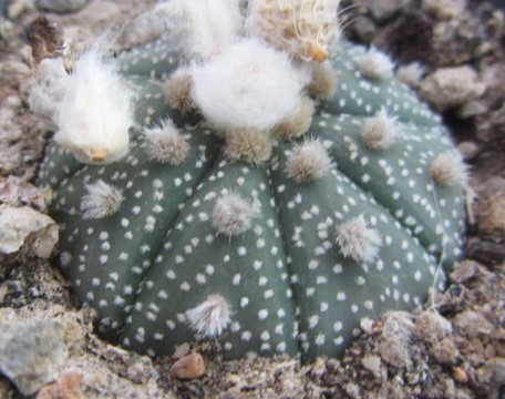 Astrophytum asterias