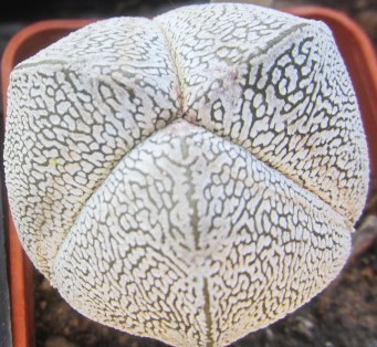 Astrophytum <br>myriostigma cv onzuka tricostato
