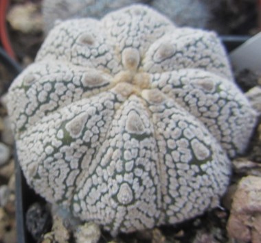 Astrophytum asterias s.kabuto x f2 capas