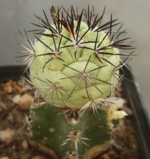 Ortegocactus  macdougallii