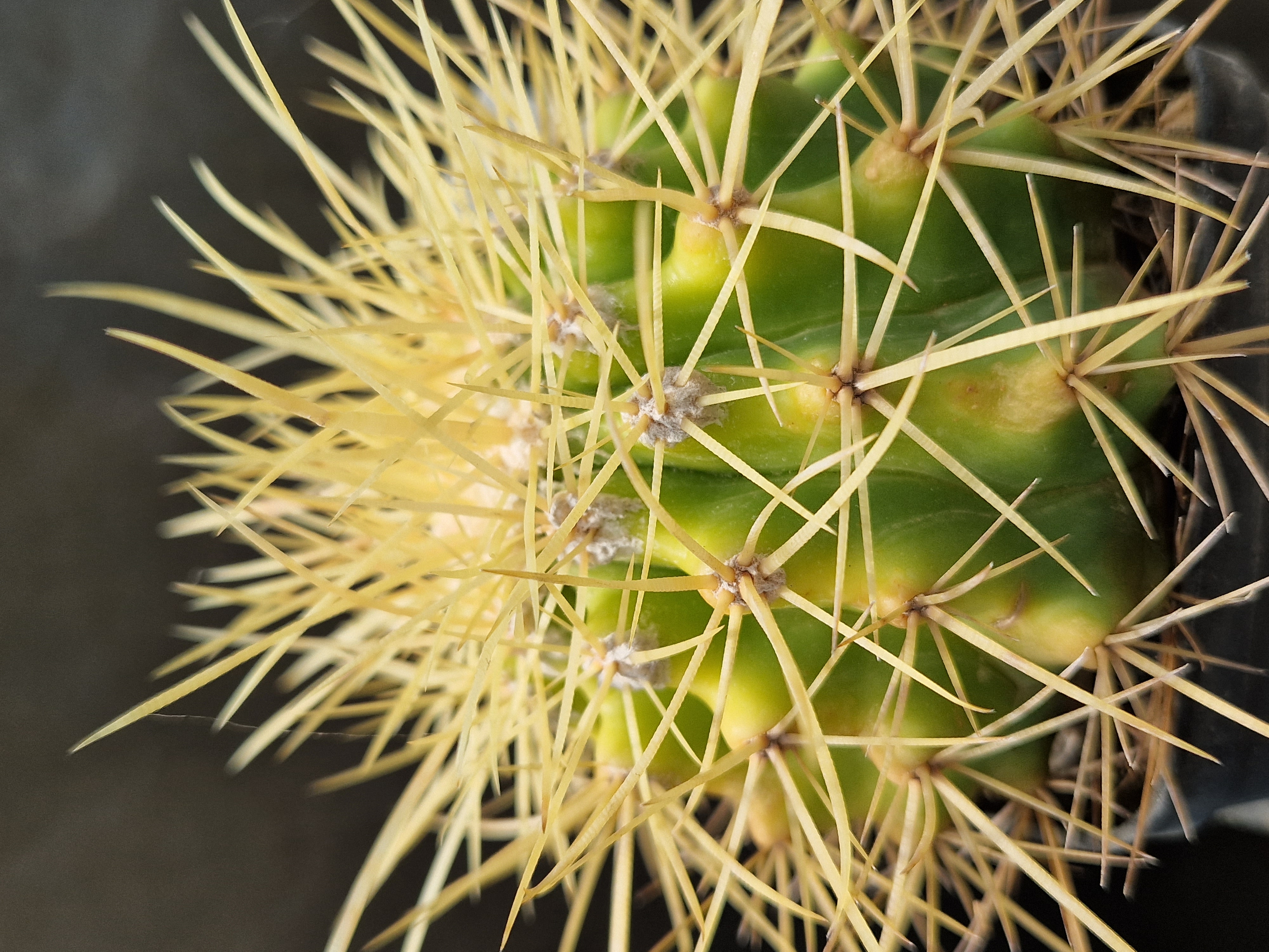 Echinocactus  hybrid 