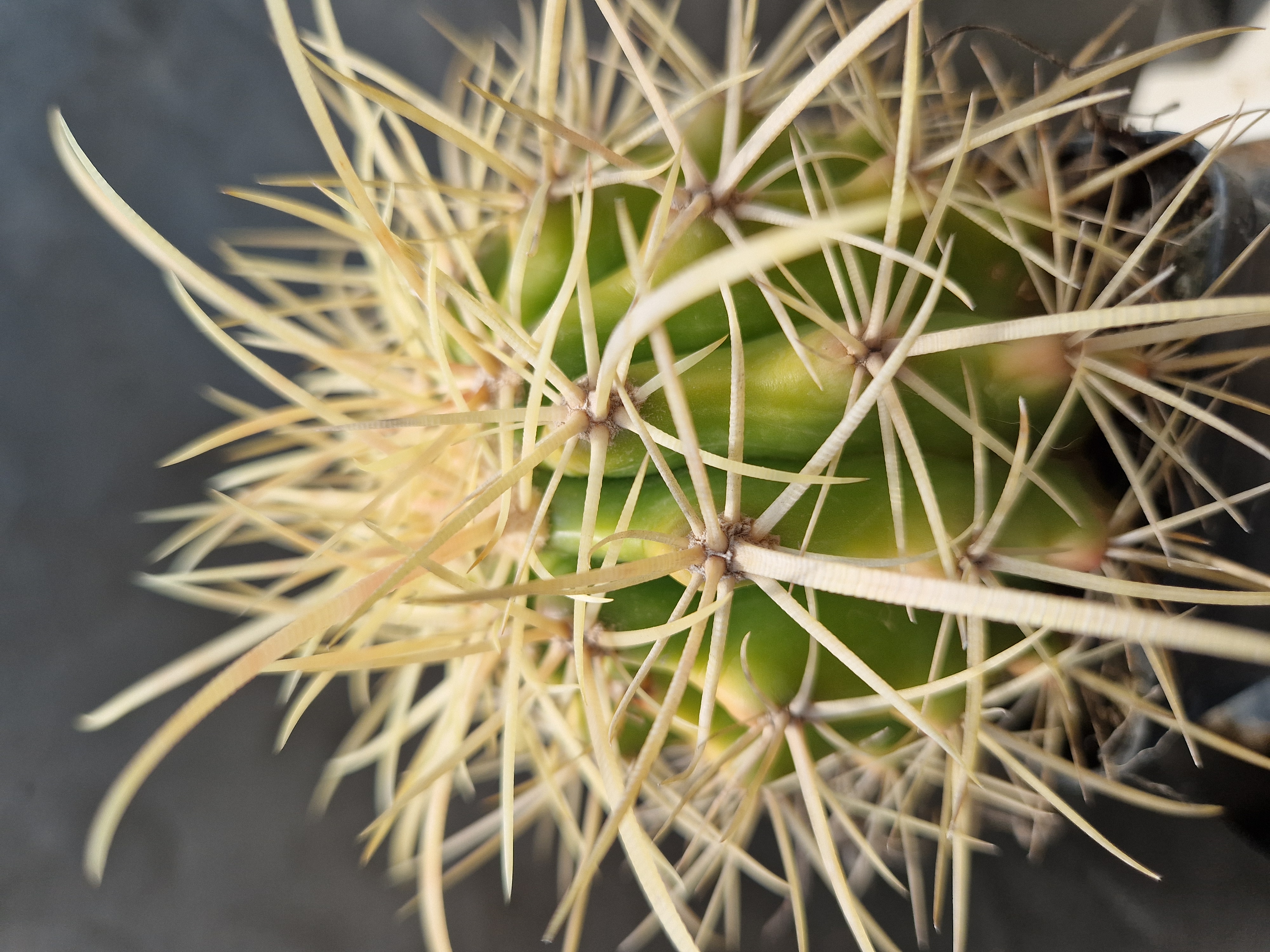 Echinocactus <br> hybrid 