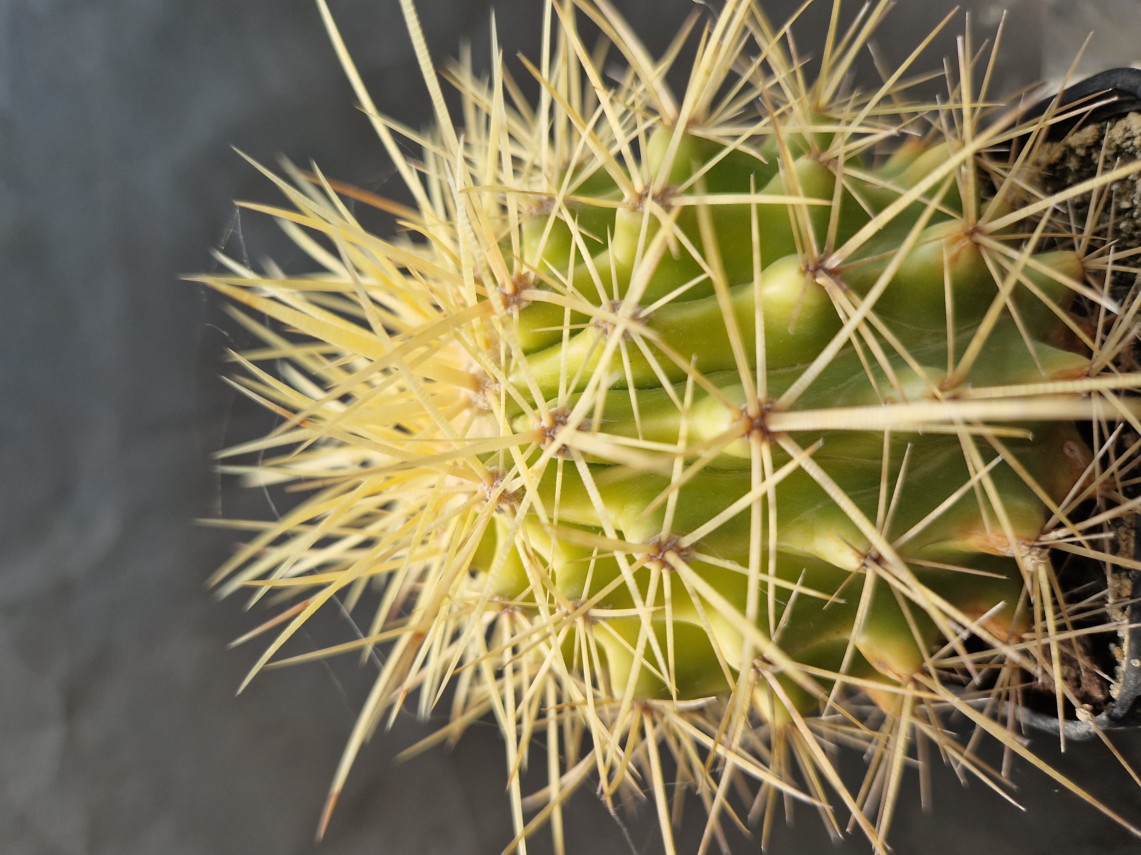 Echinocactus <br> hybrid 