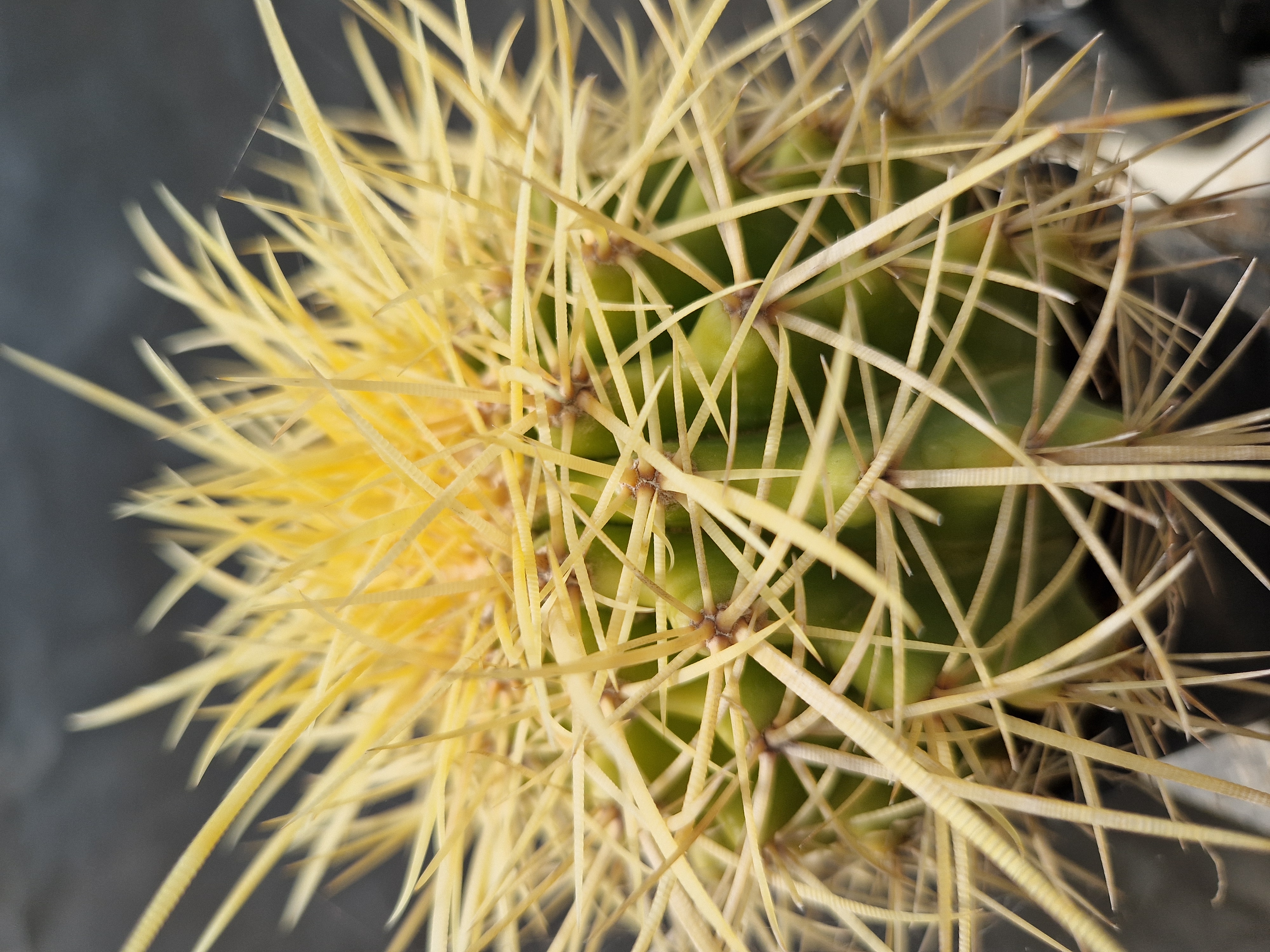 Echinocactus hybrido 