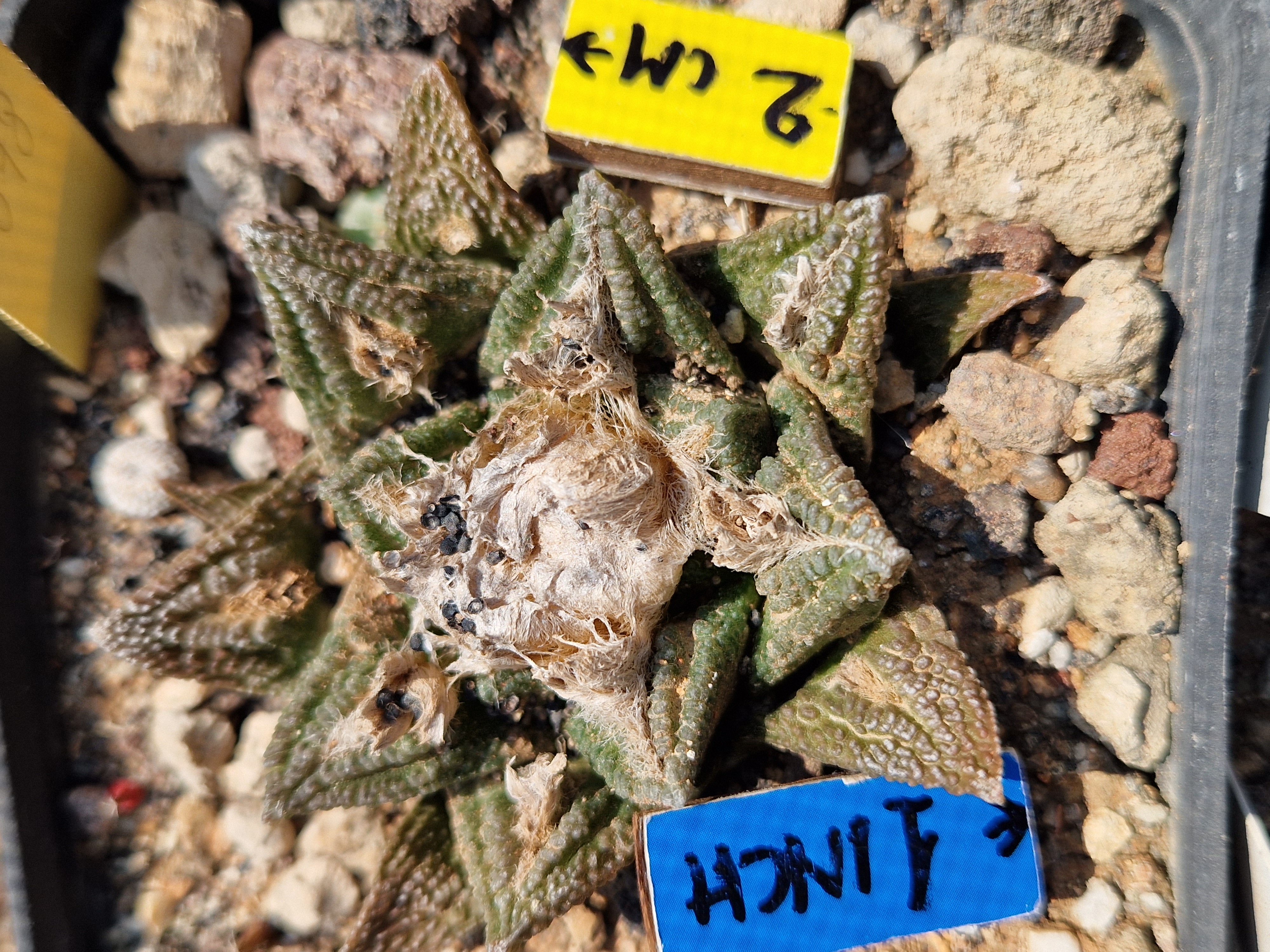 Ariocarpus <br>bravoanus