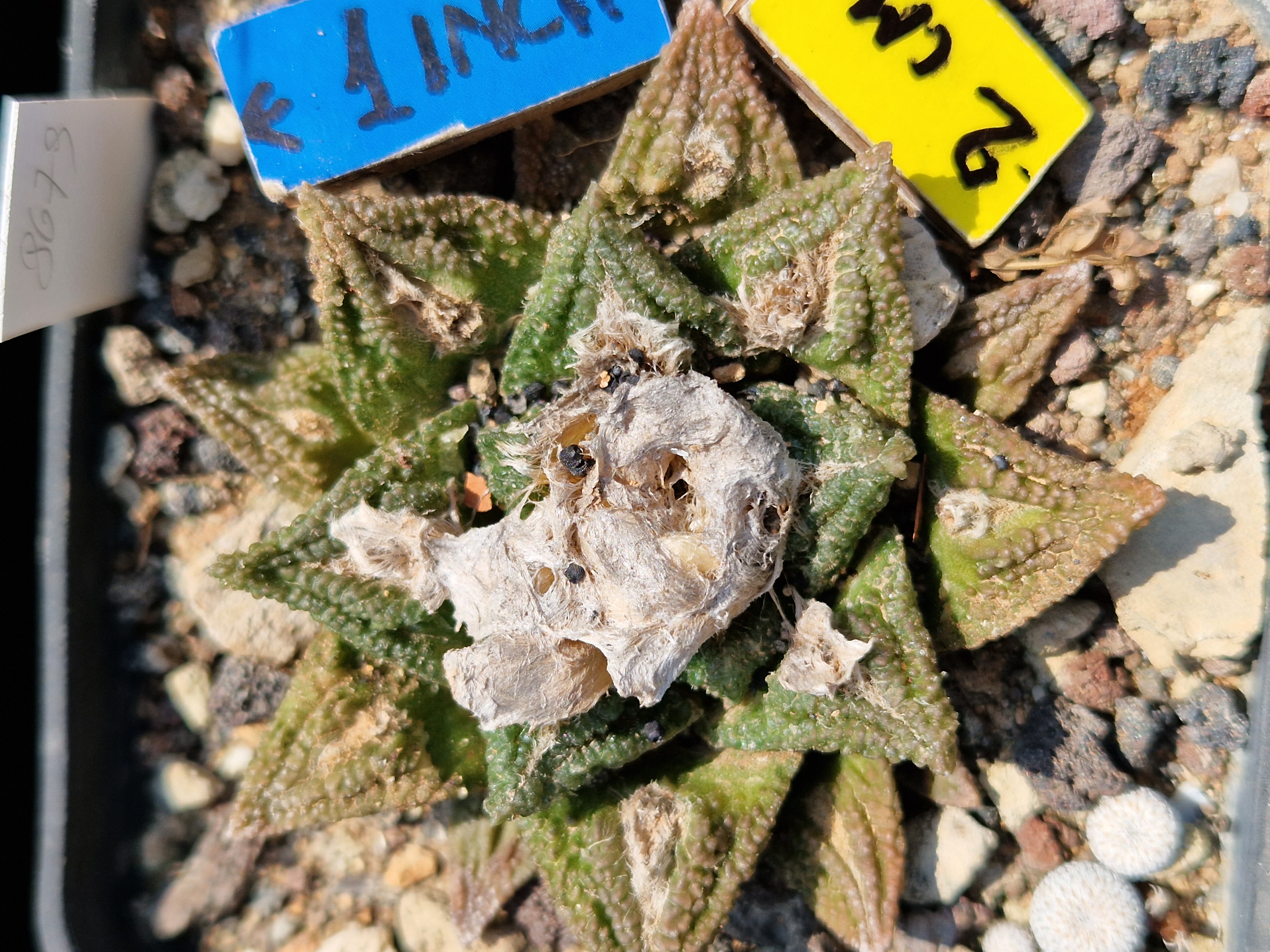 Ariocarpus bravoanus