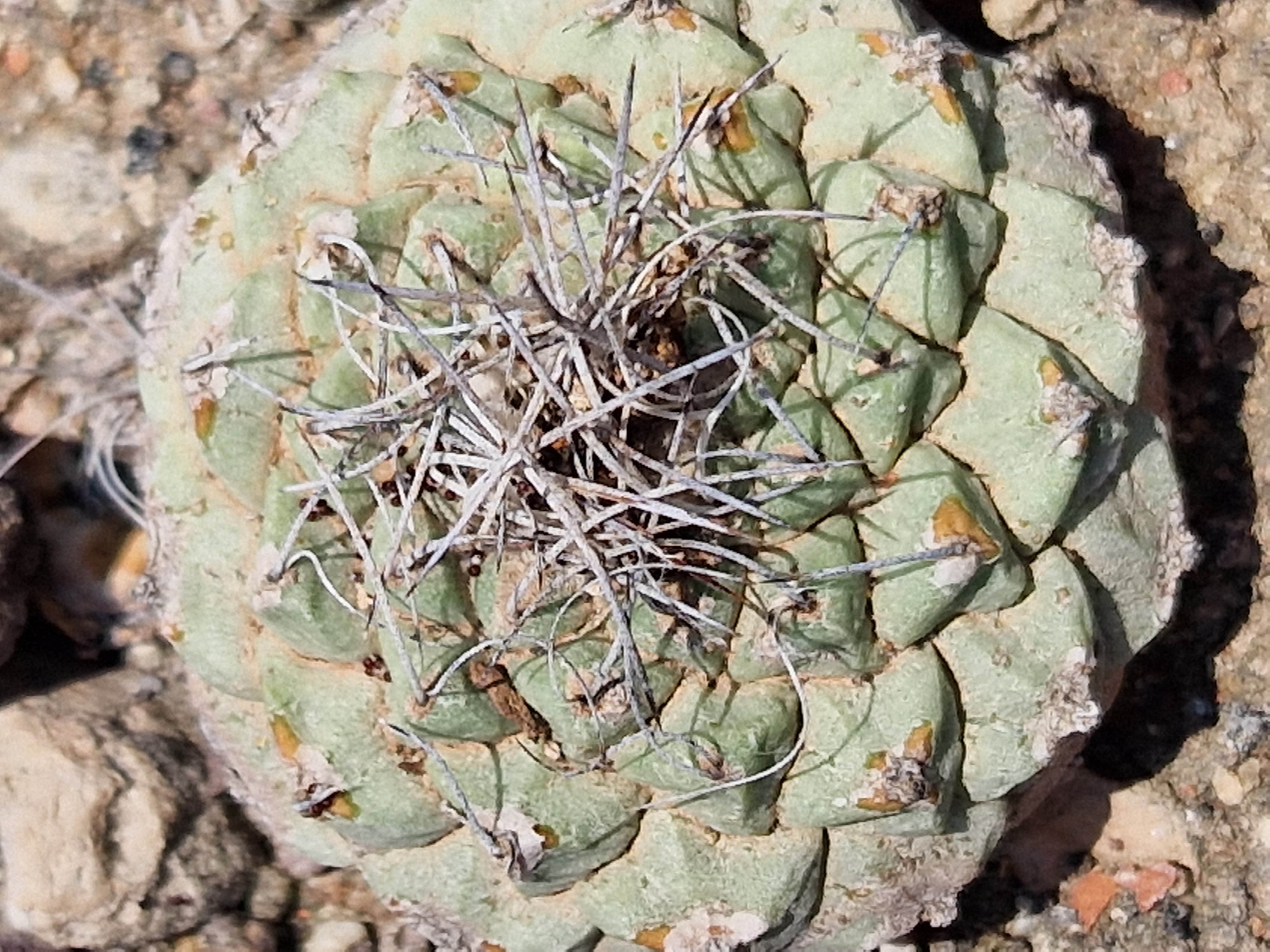 Strombocactus <br>disciformis
