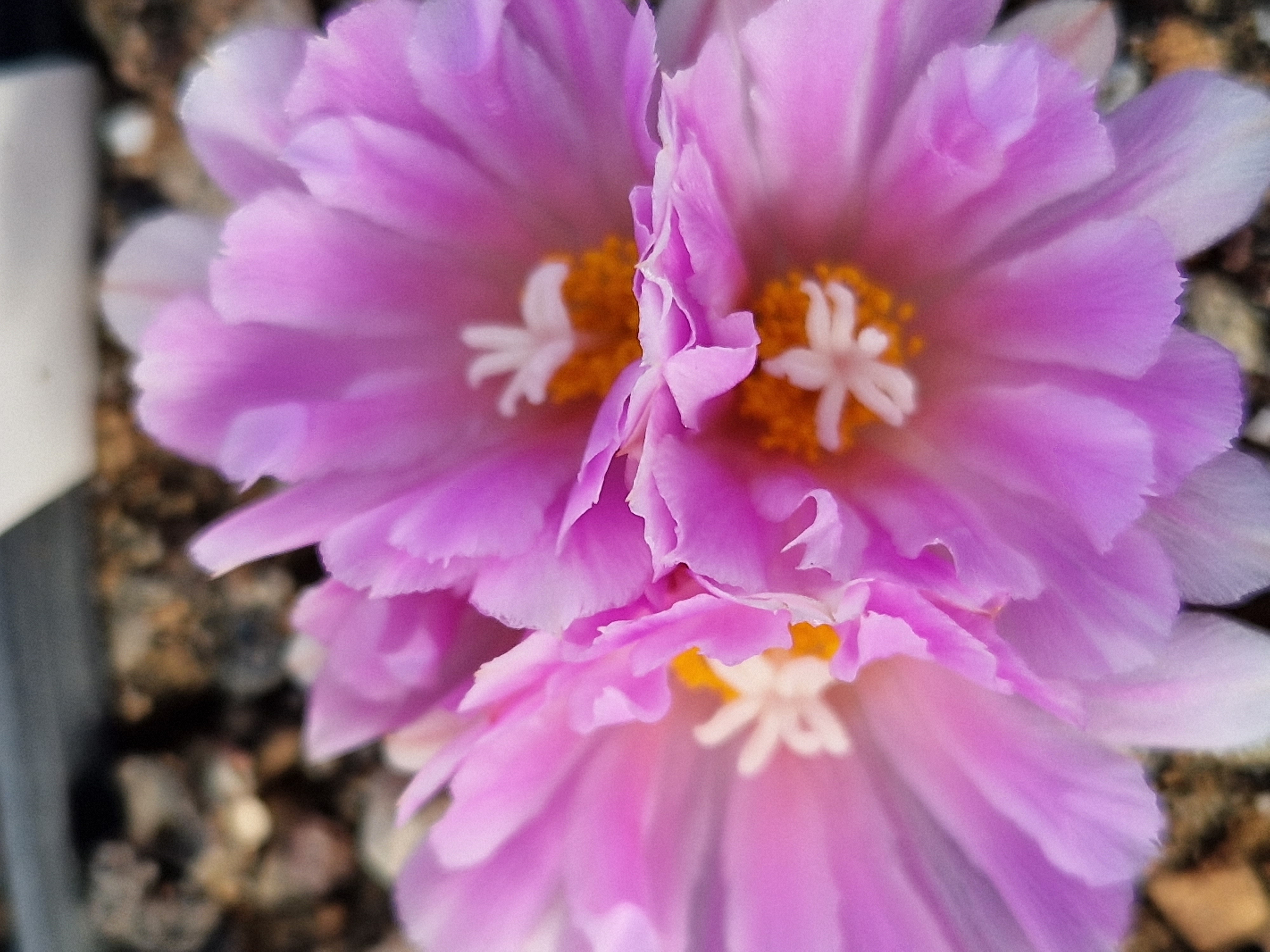 Ariocarpus kotschoubeyanus hybrid f3