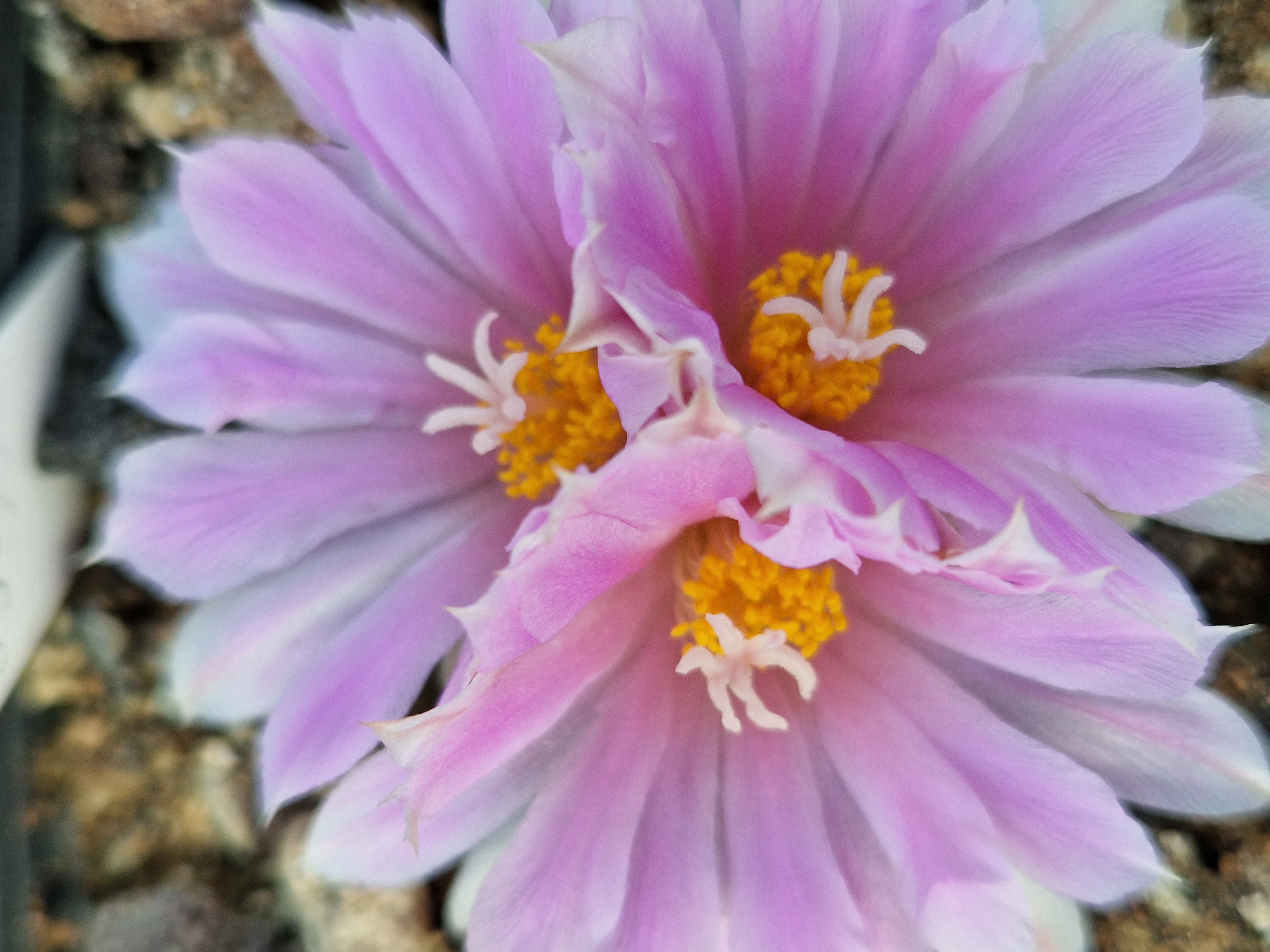 Ariocarpus kotschoubeyanus hybrid f3