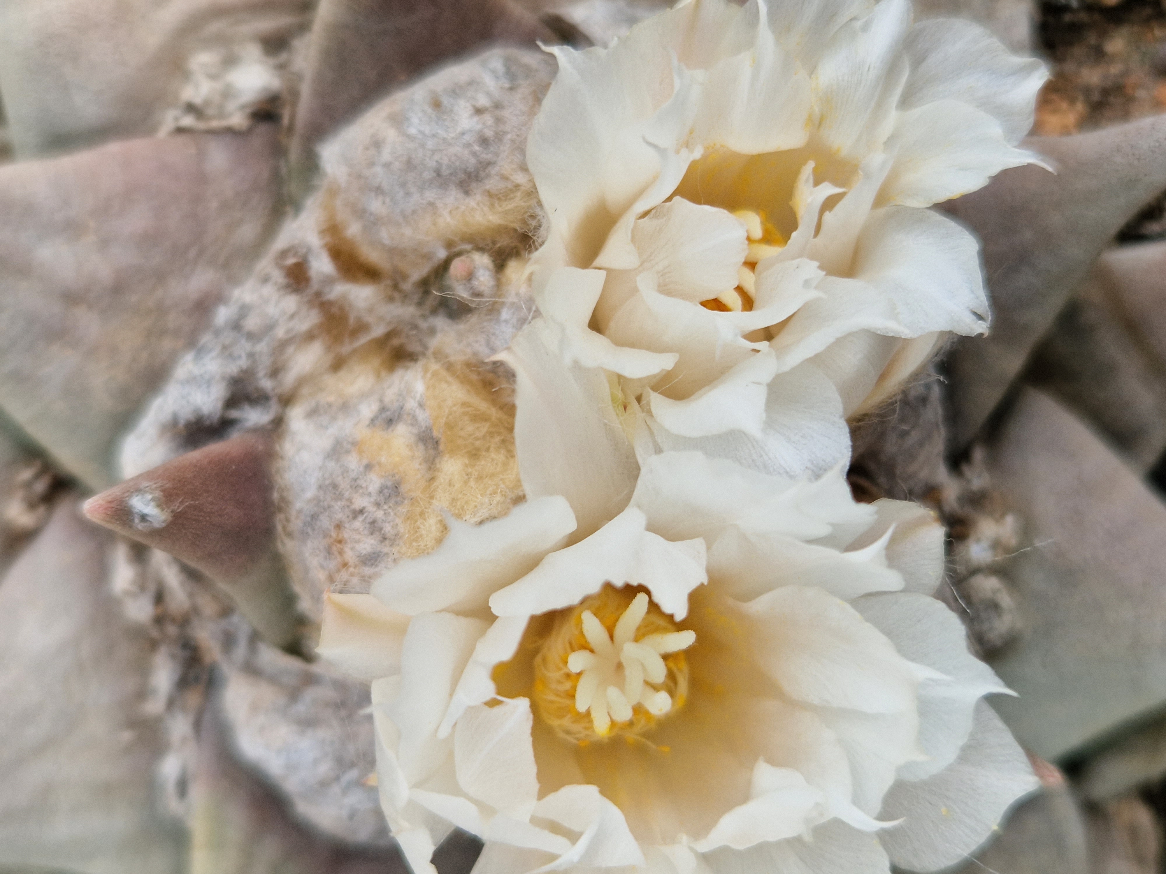 Ariocarpus <br>retusus furfuraces