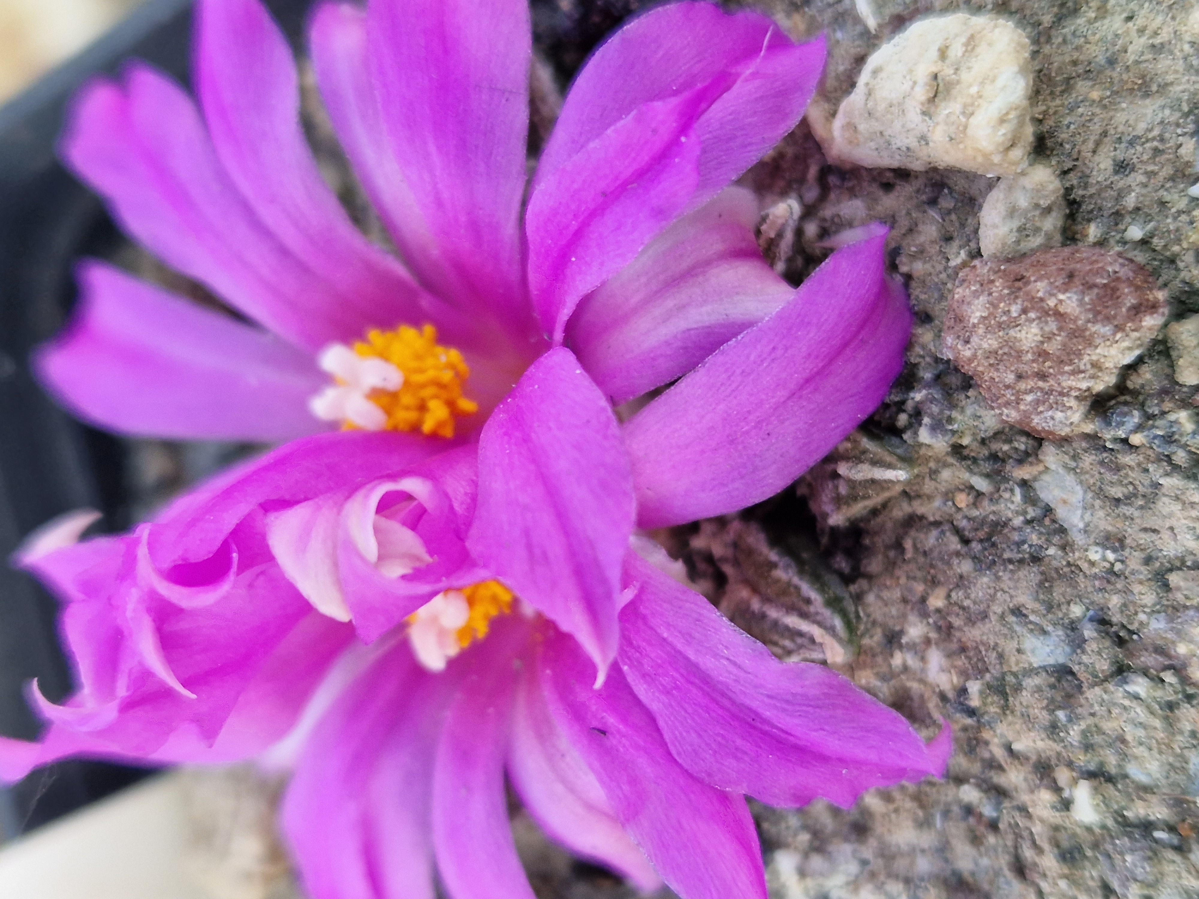 Ariocarpus <br>kotschoubeyanus elephantidens