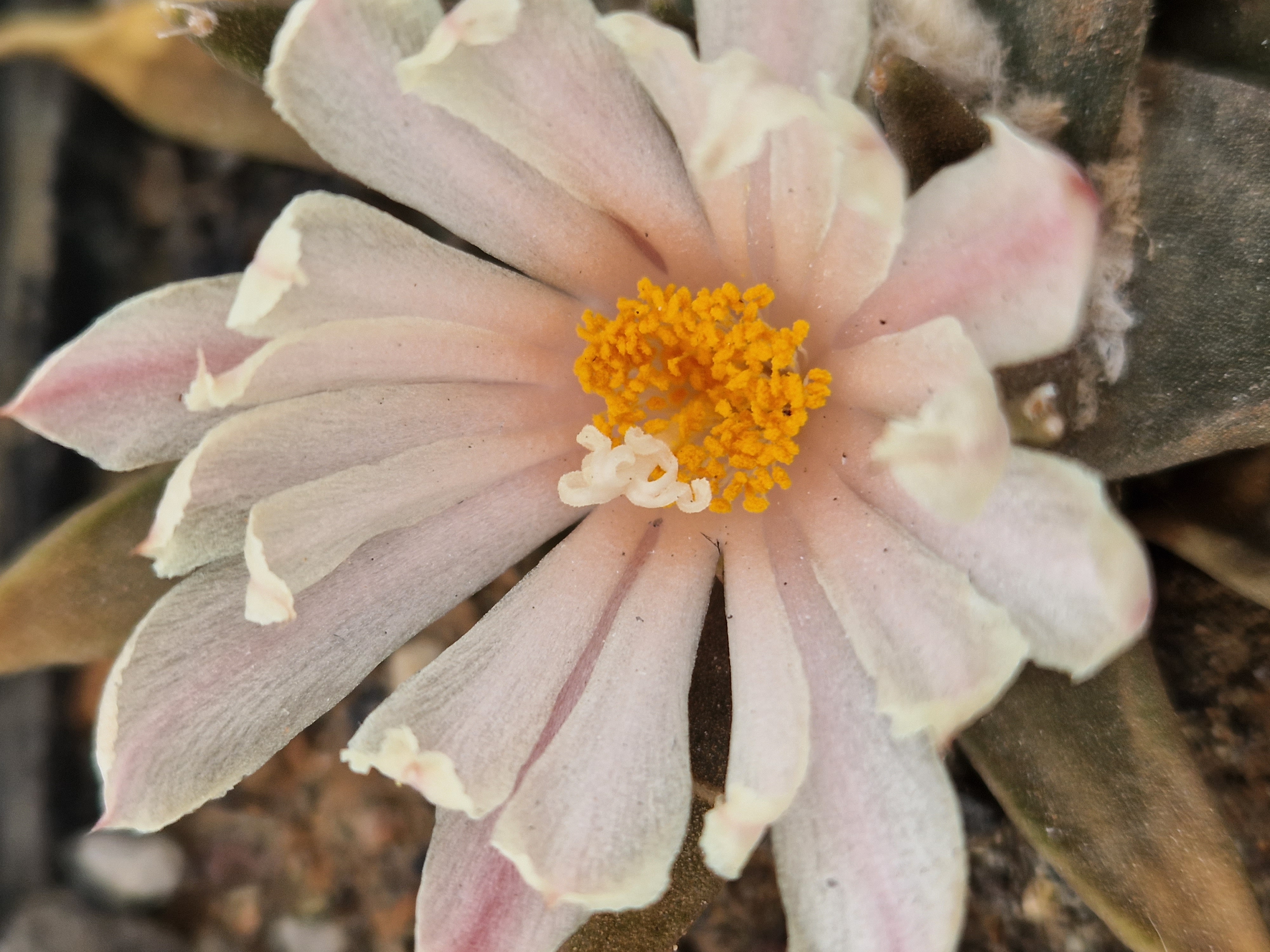 Ariocarpus <br>confusus