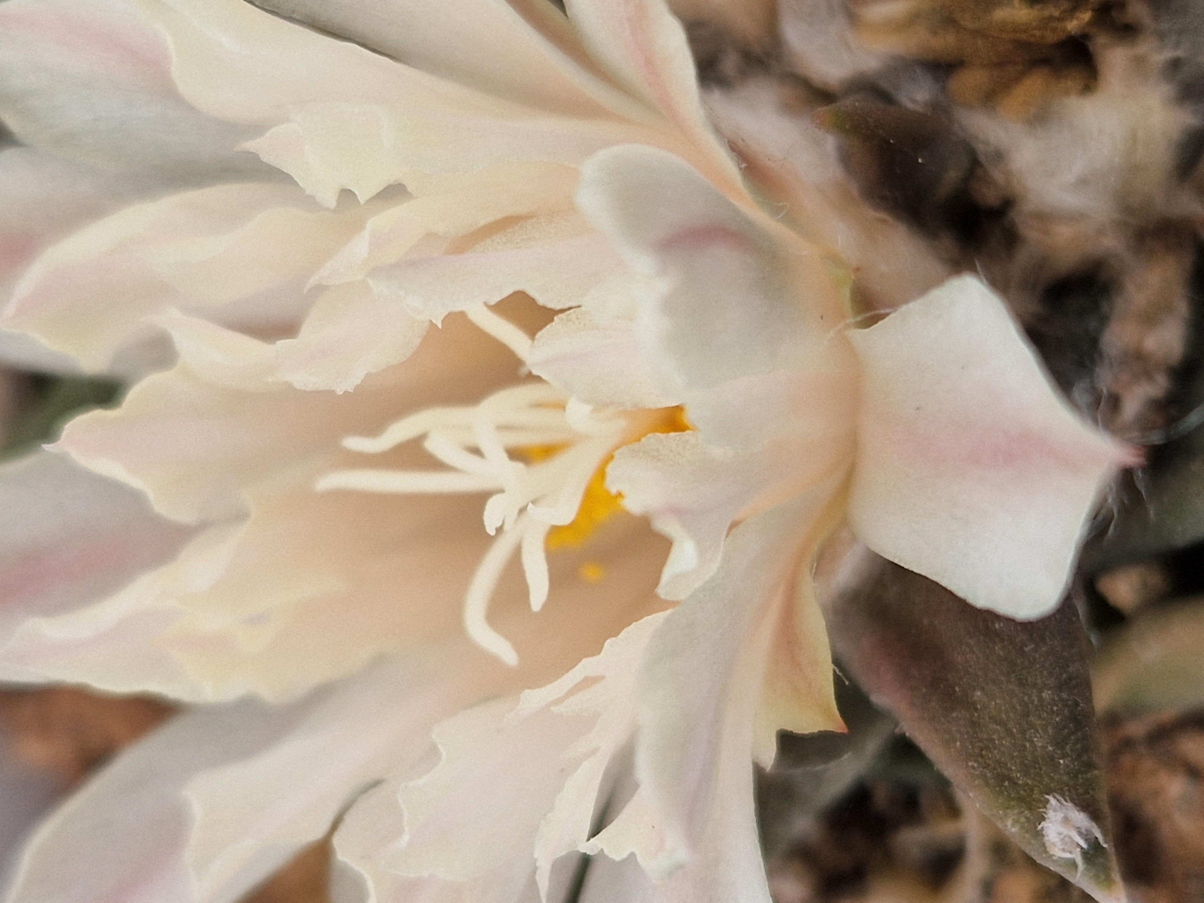 Ariocarpus <br>