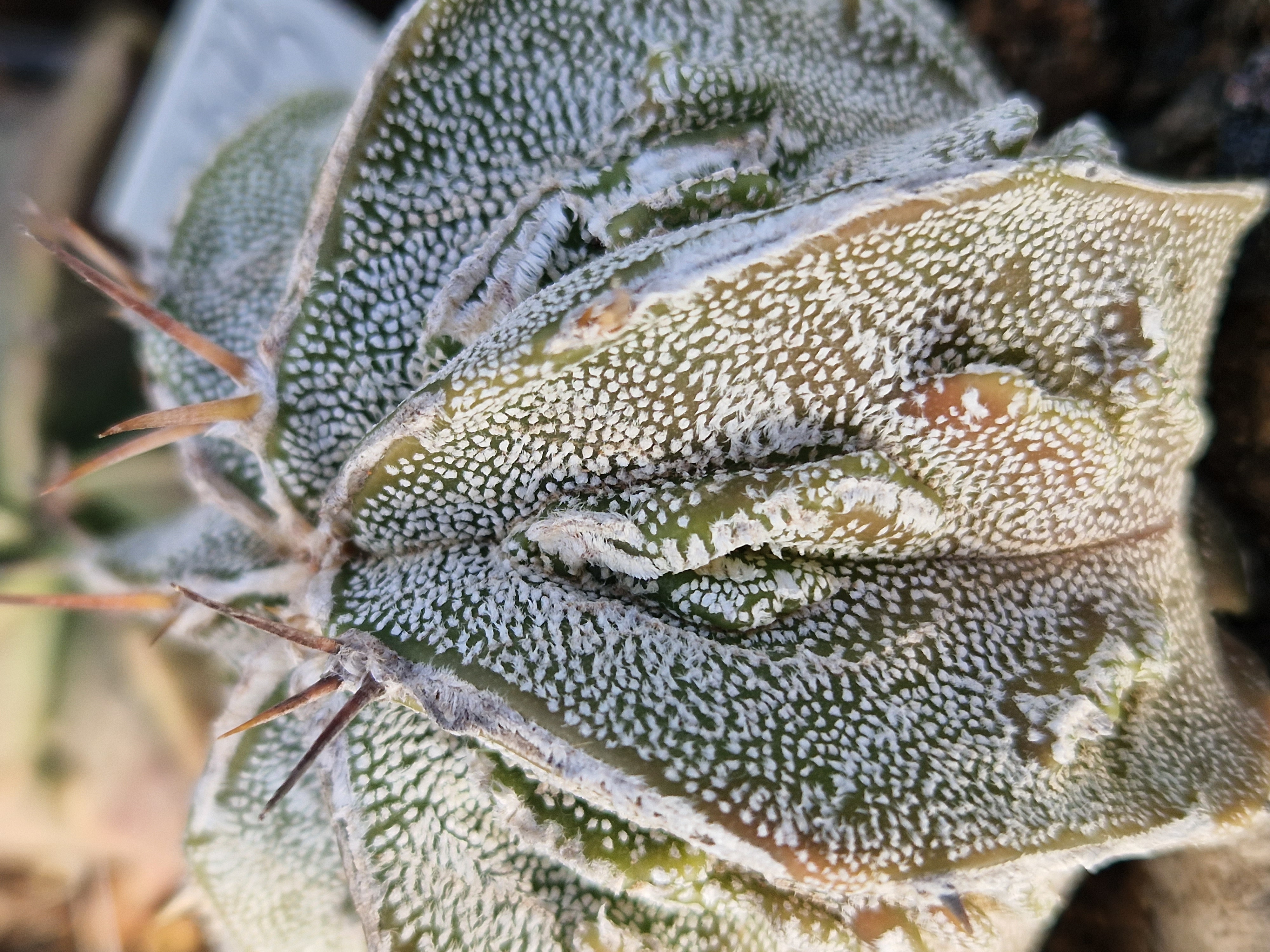 Astrophytum ornatum cv fukuryu 