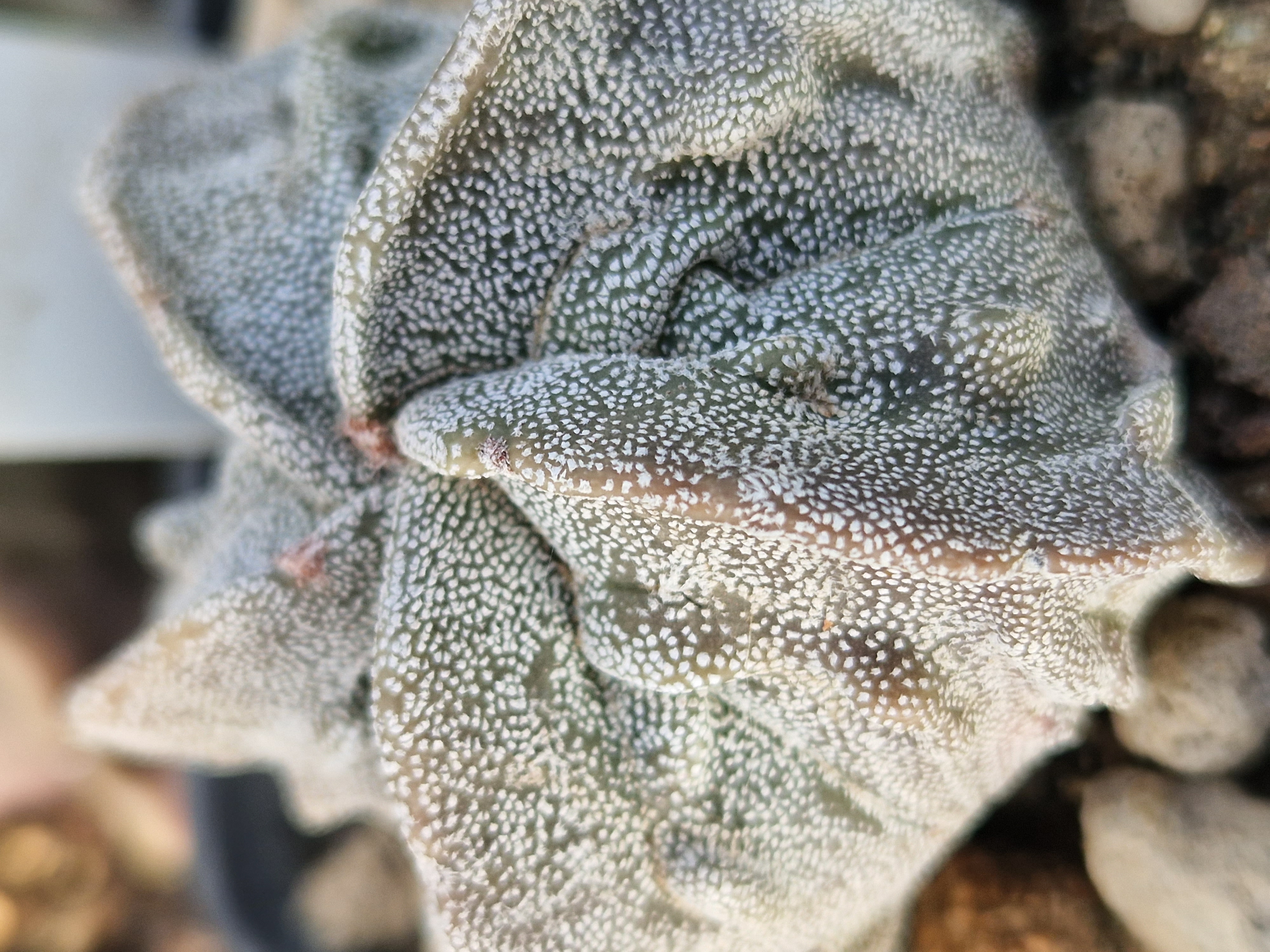 Astrophytum <br>myriostigma  fukuryu 