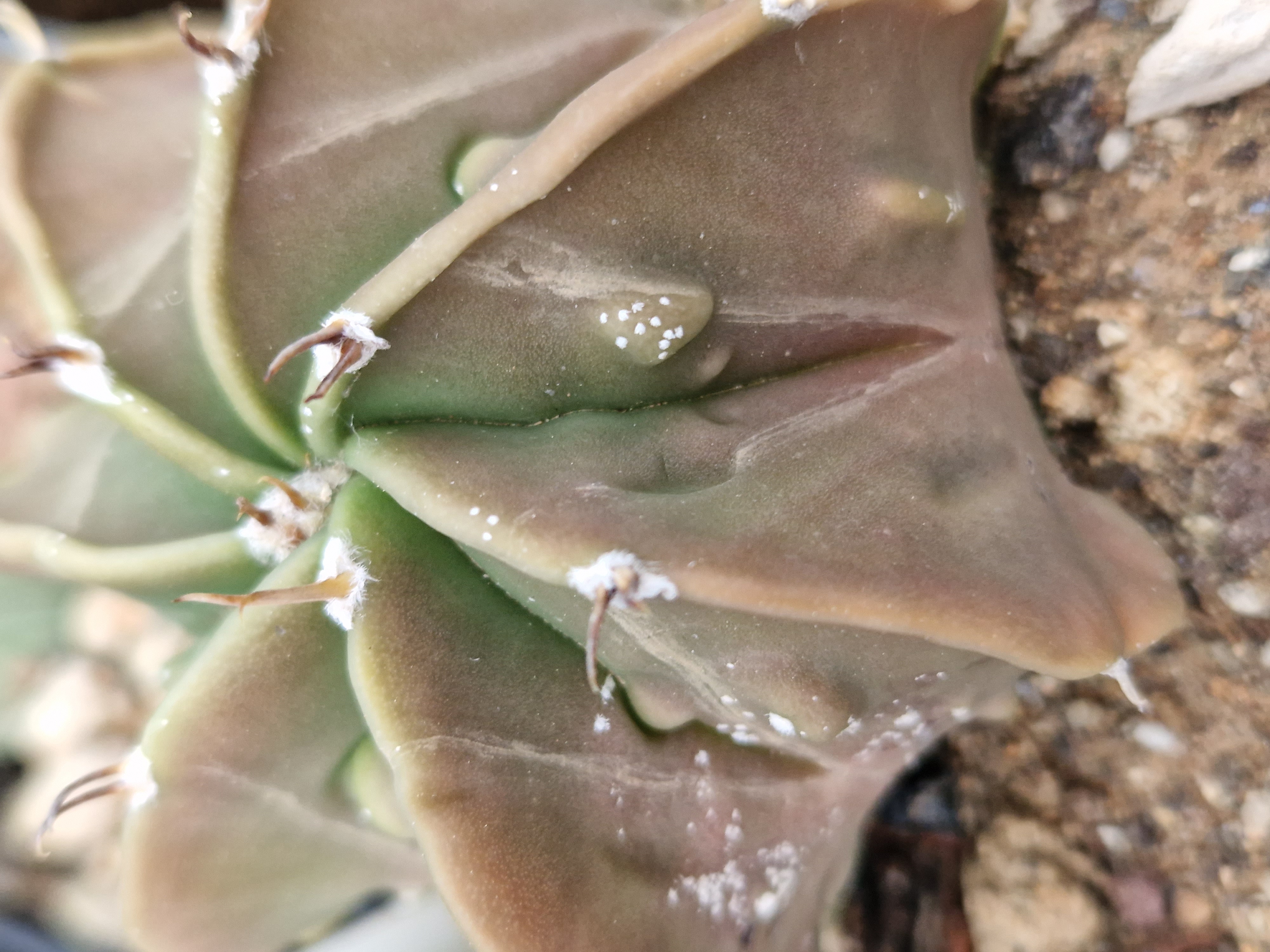 Astrophytum myriostigma fukuryo nudum