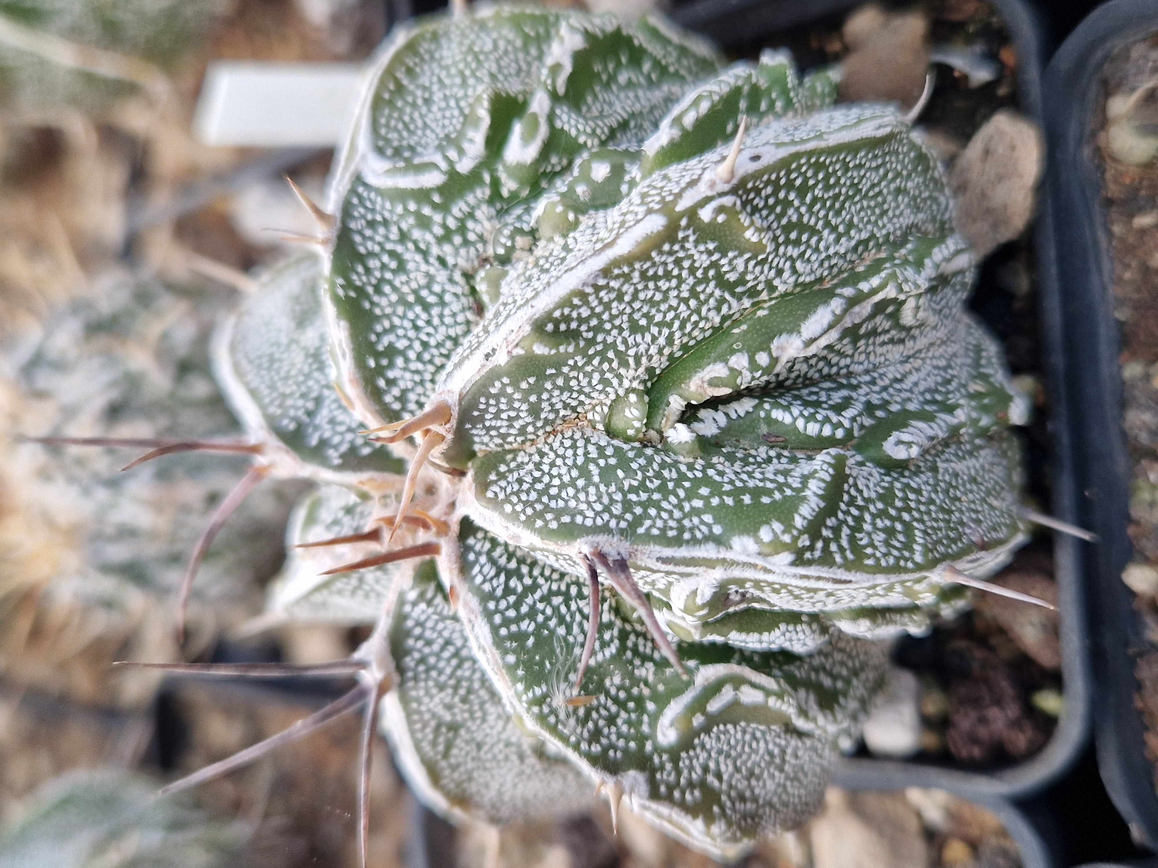 Astrophytum <br>myriostigma fukuryu