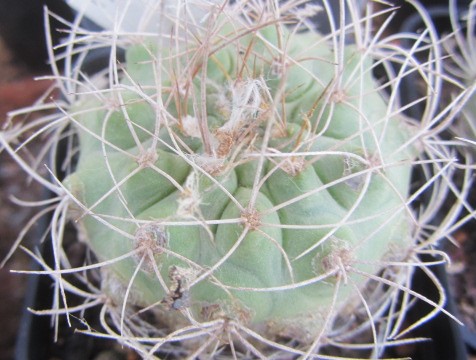 Matucana sp