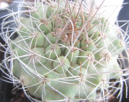 Matucana <br>sp 