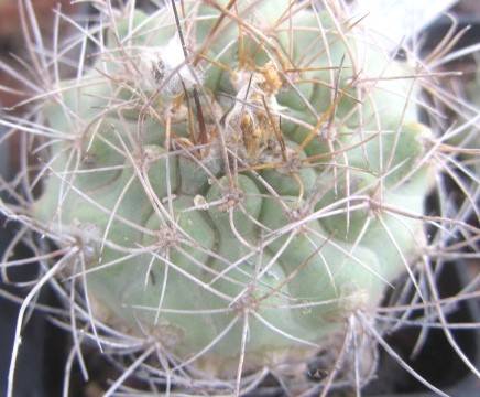 Matucana <br>sp